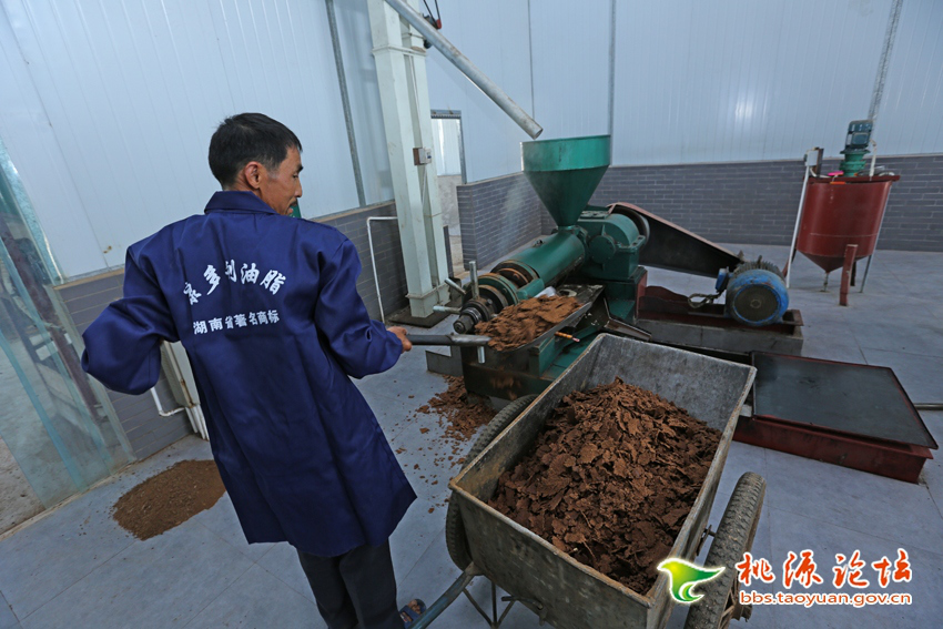 伟德国际,油茶莳植生产加工销售,植物油莳植生产加工销售