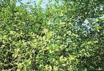 伟德国际,油茶莳植生产加工销售,植物油莳植生产加工销售